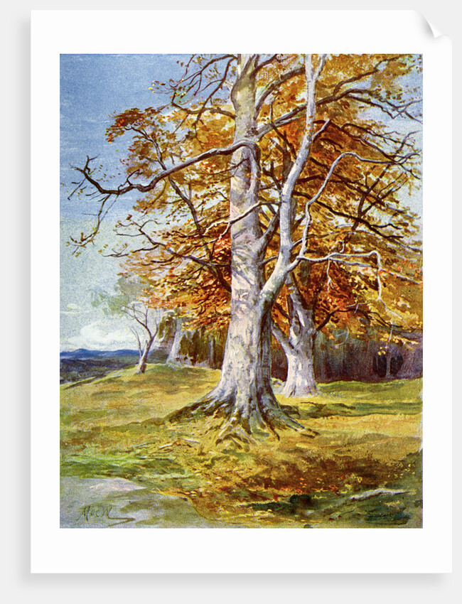 Beech Tree, Autumn by Anonymous
