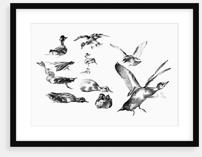 Wild Ducks by Anonymous