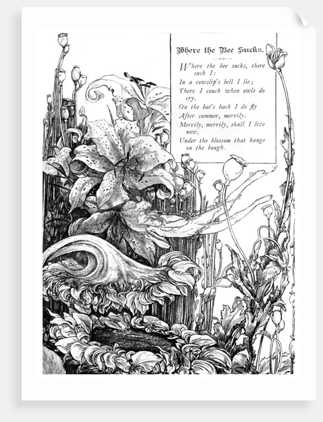 Where the Bee Sucks by Anonymous