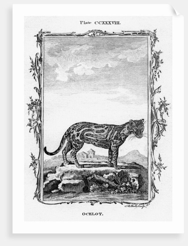 Ocelot by A Bell