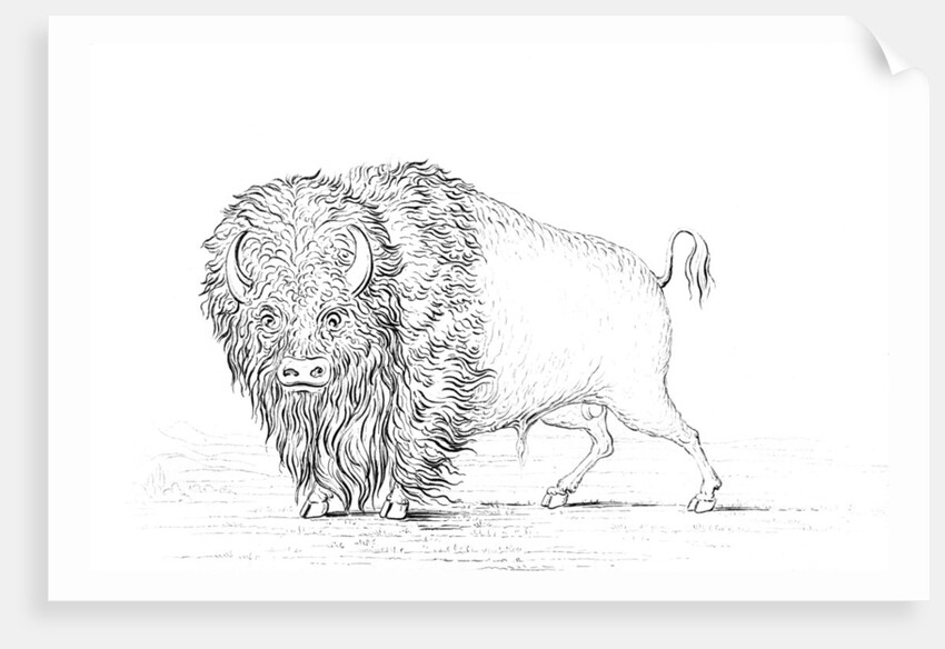 Buffalo by Myers and Co