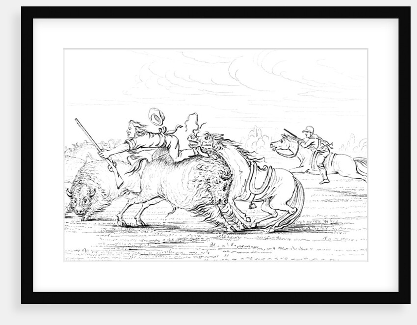 Buffalo attacking a cowboy on a horse by Myers and Co