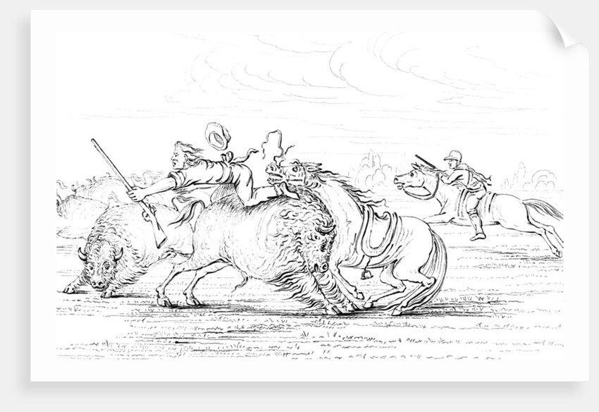 Buffalo attacking a cowboy on a horse by Myers and Co