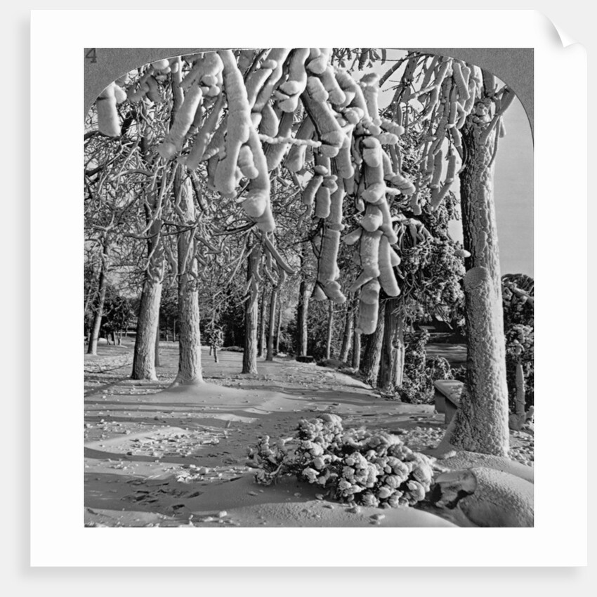 Winter scene, Goat Island, Niagara Falls, New York, USA by Realistic Travels Publishers