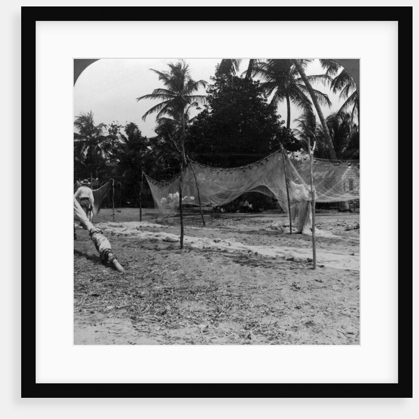 Fishermen drying their nets on the beach, Basseterre, St Christopher, West Indies by HC White