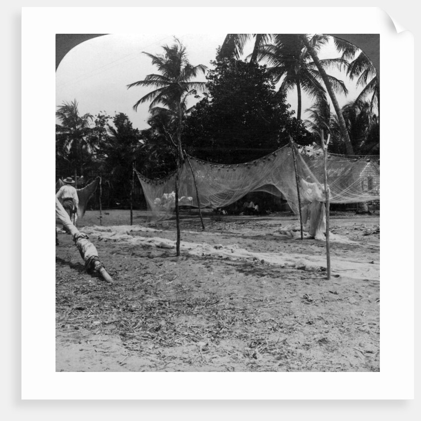 Fishermen drying their nets on the beach, Basseterre, St Christopher, West Indies by HC White