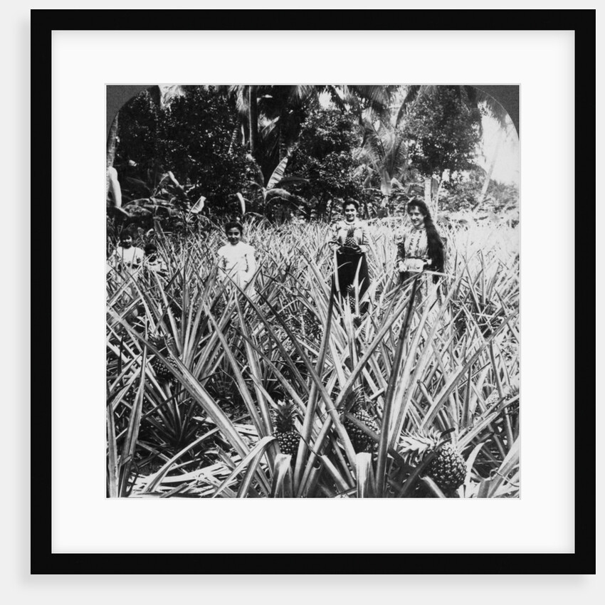Pineapple fields, Mayaguez, Puerto Rico by Underwood & Underwood