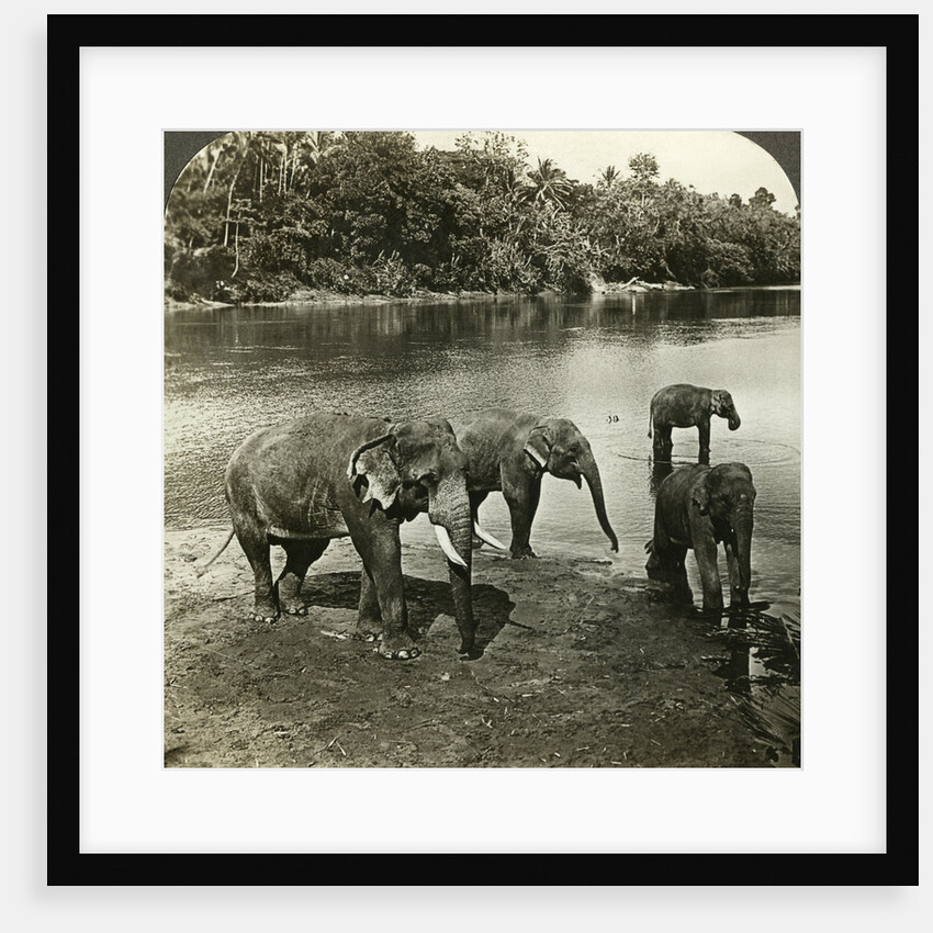 Elephants, Sri Lanka (Ceylon) by Underwood & Underwood