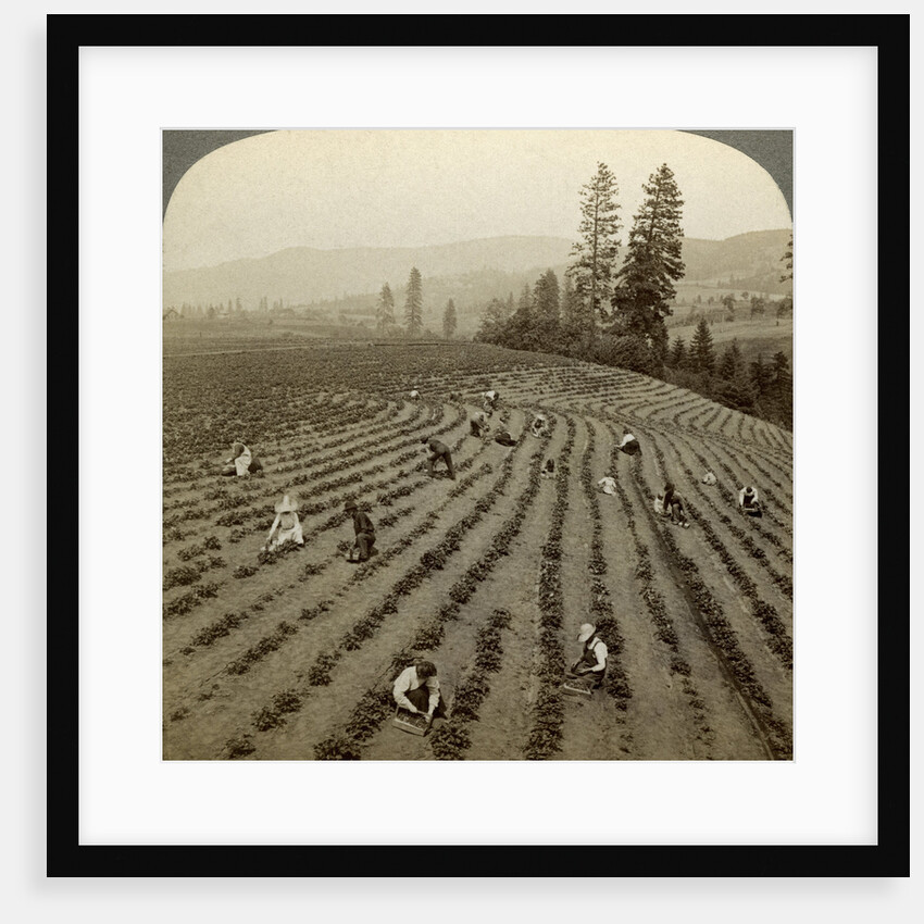 Strawberry picking, Cedar Creek Farm, Hood River Valley, Oregon, USA by Underwood & Underwood