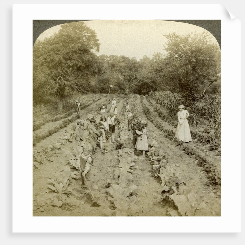 Children working in a vegetable garden, Salvation Army Home, Spring Valley, New York, USA by Underwood & Underwood
