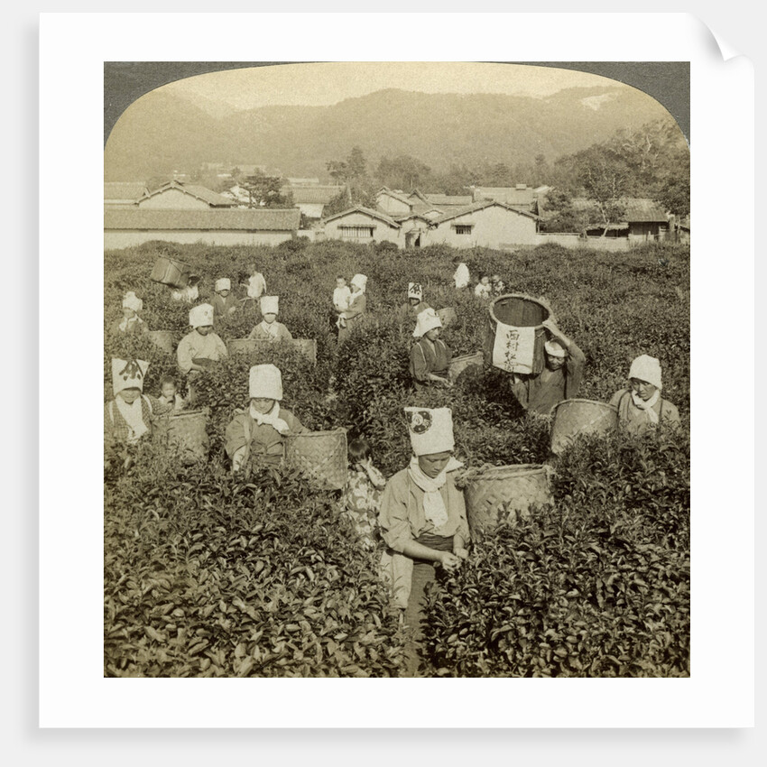 Girls picking tea, Uji, Japan by Underwood & Underwood