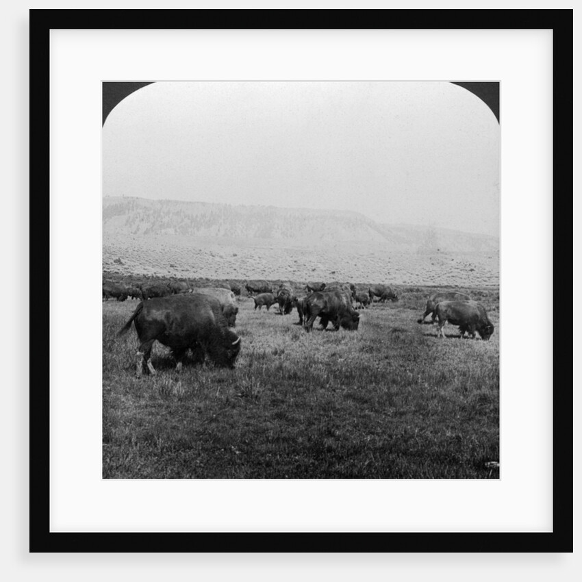 Buffalo, Yellowstone National Park, USA by HC White