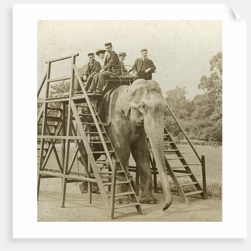 Elephant ride by Anonymous