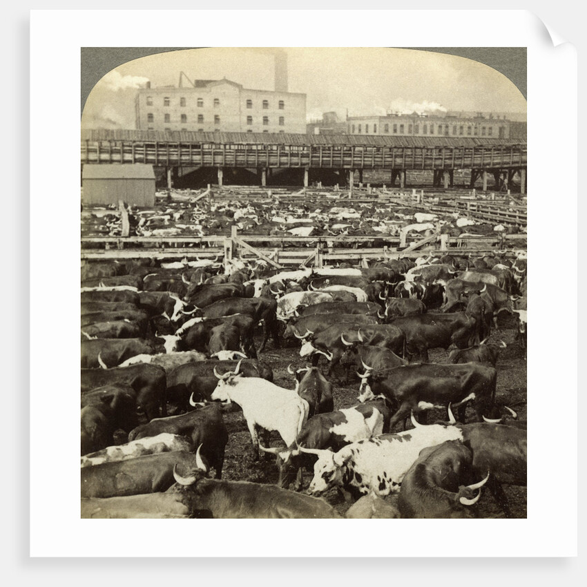 Cattle, Great Union Stock Yards, Chicago, Illinois, USA by Underwood & Underwood