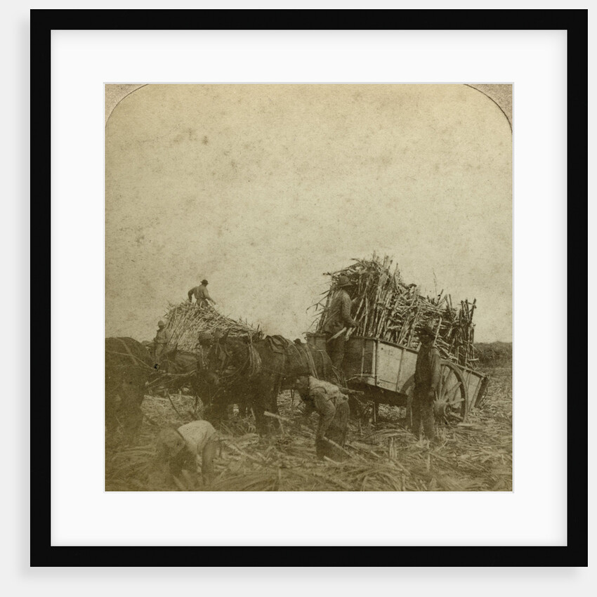 Loading cane, sugar plantation, Louisiana, USA by Underwood & Underwood