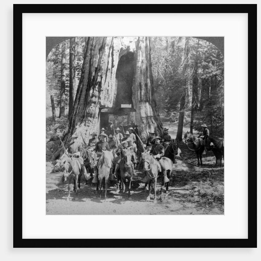 Cavalry passing through the great tree 'California', California, USA by Underwood & Underwood