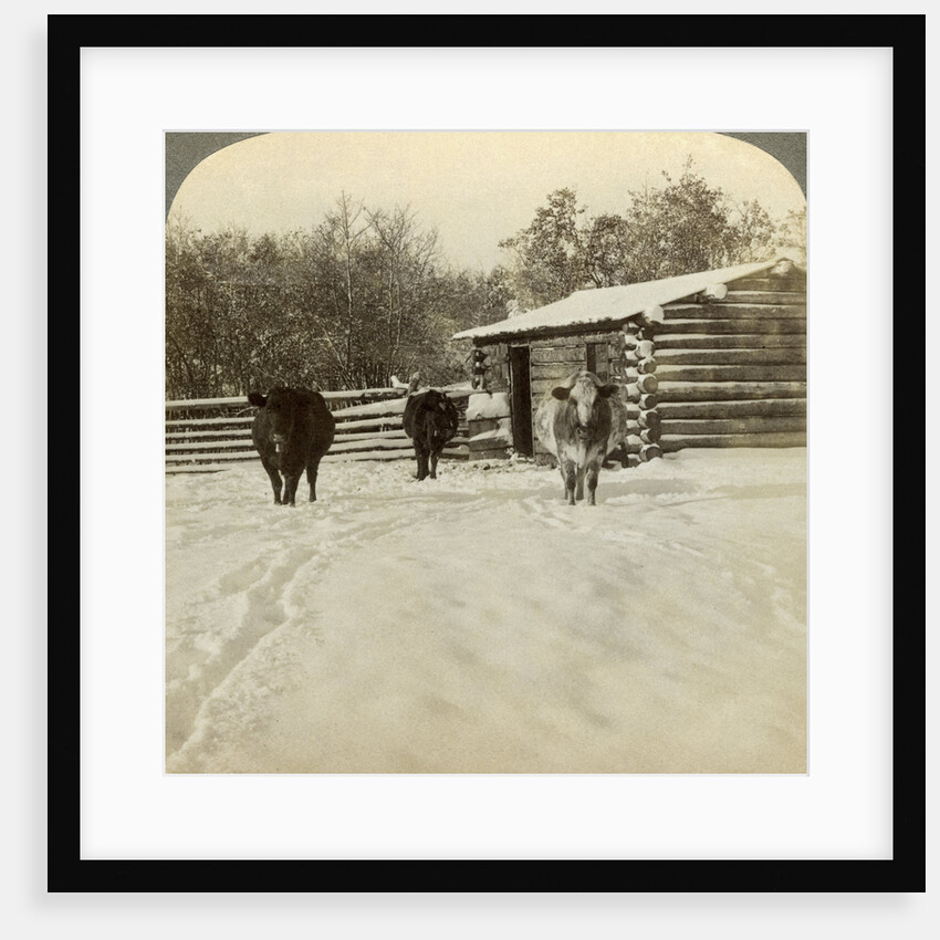 Winter on a ranch, Montana, USA by Underwood & Underwood