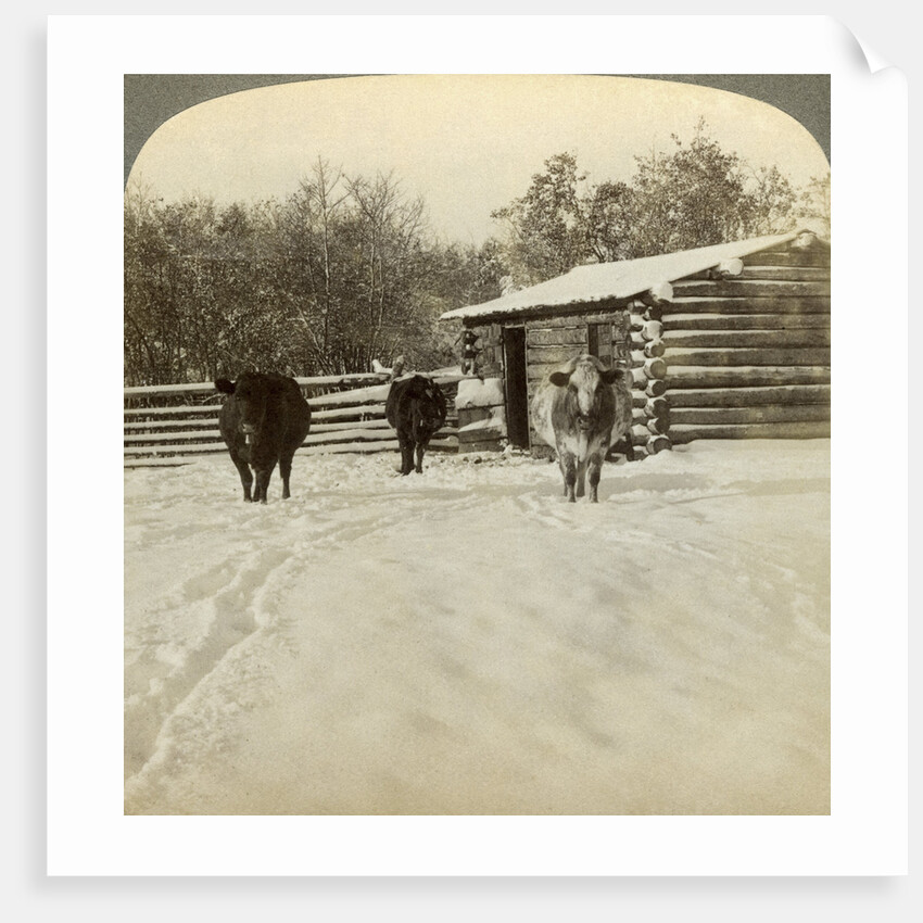 Winter on a ranch, Montana, USA by Underwood & Underwood