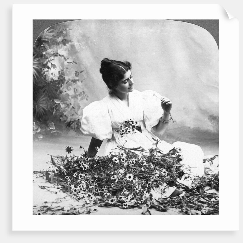 Tell Me Daisy Does He Love Me? by American Stereoscopic Company