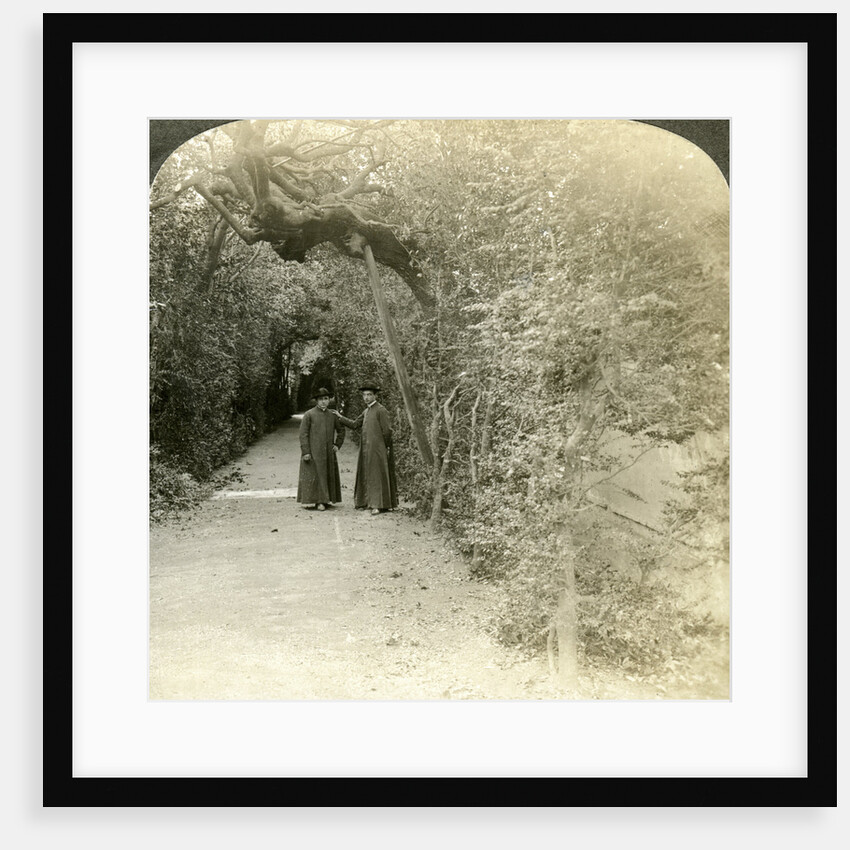 Bower of St Anthony, Vatican Gardens, Rome, Italy by Underwood & Underwood