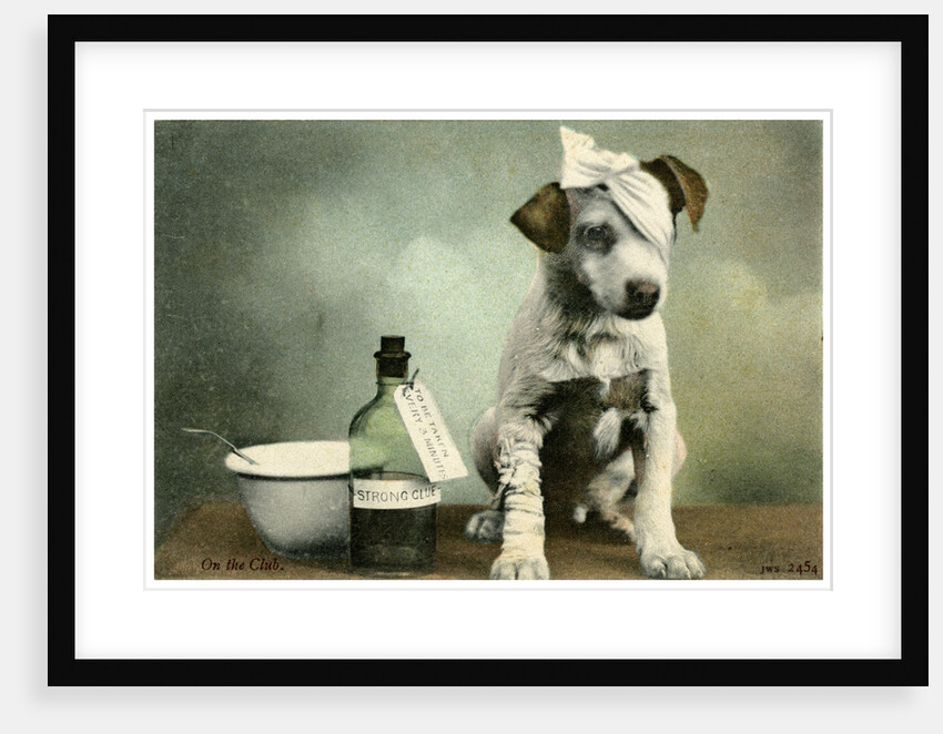 Dog in bandages by Anonymous