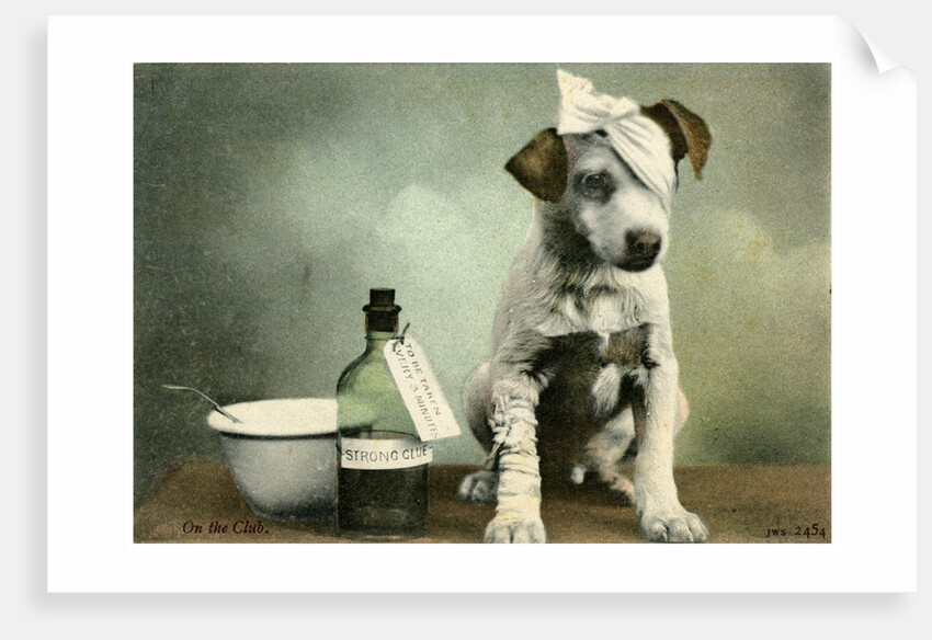 Dog in bandages by Anonymous