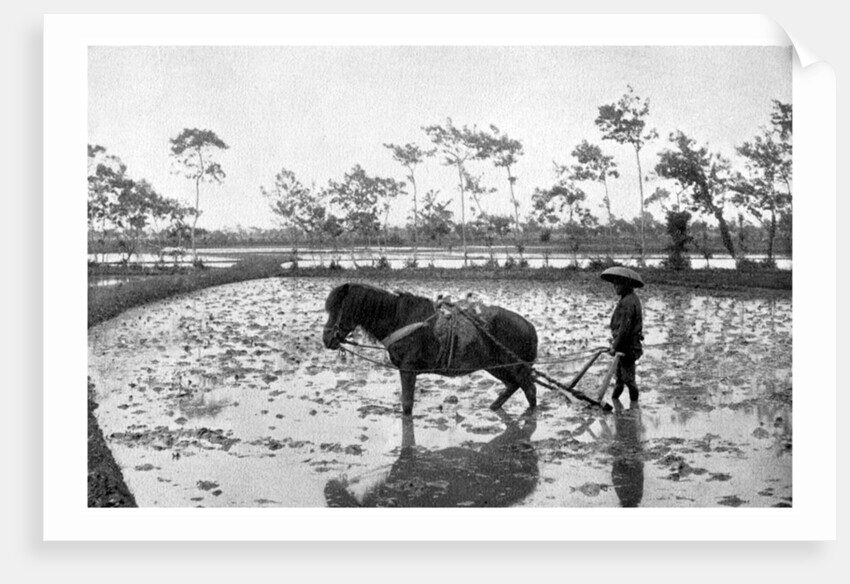Raking a rice field, Japan by Anonymous
