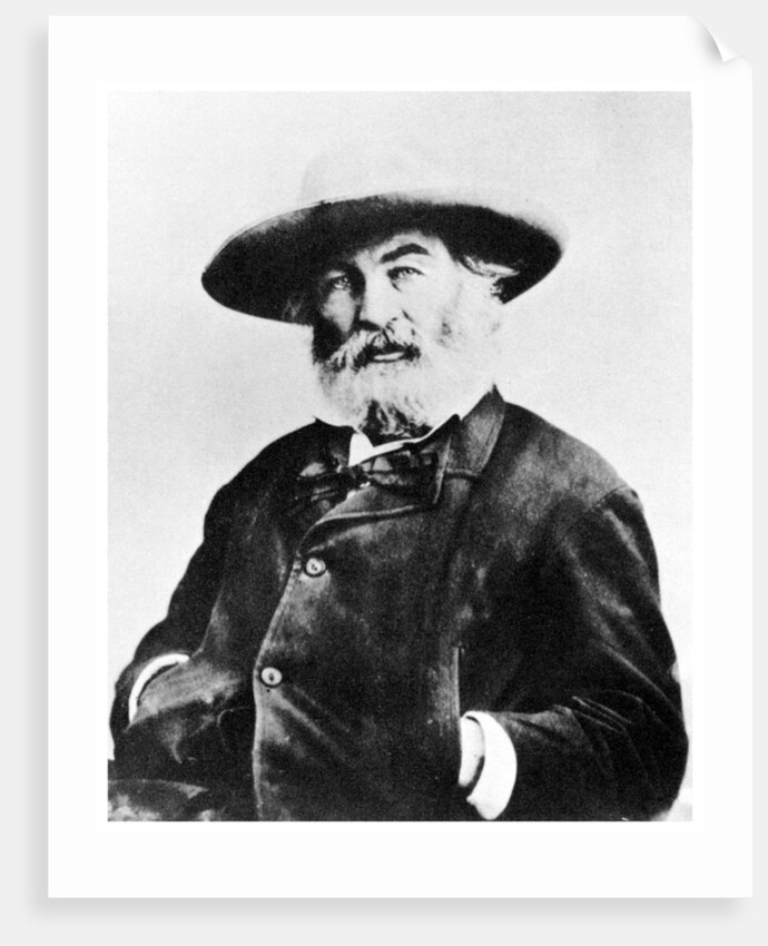 Walt Whitman, American poet by Anonymous