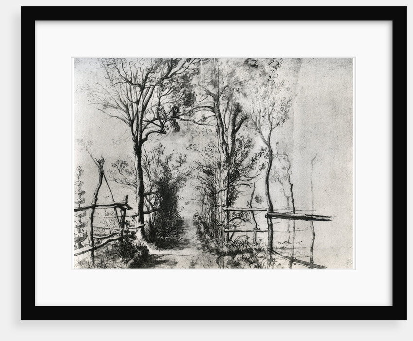 A Path Bordered by Trees by Anonymous