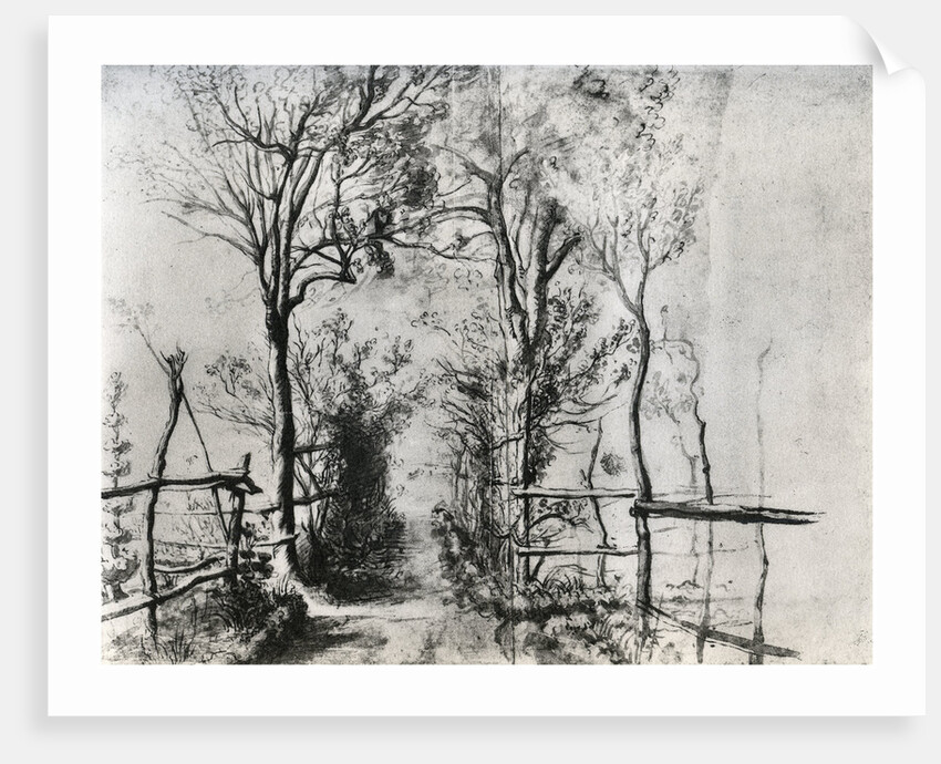 A Path Bordered by Trees by Anonymous