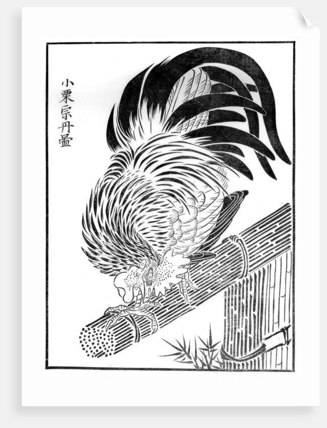 Cock by Anonymous