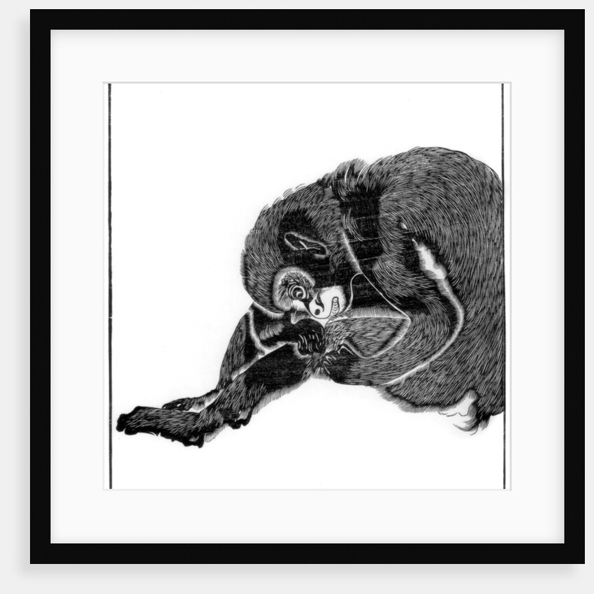Monkey by Anonymous