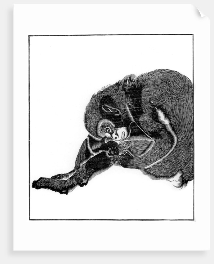 Monkey by Anonymous