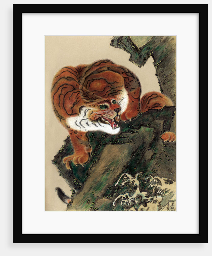 Tiger (from life) by Anonymous