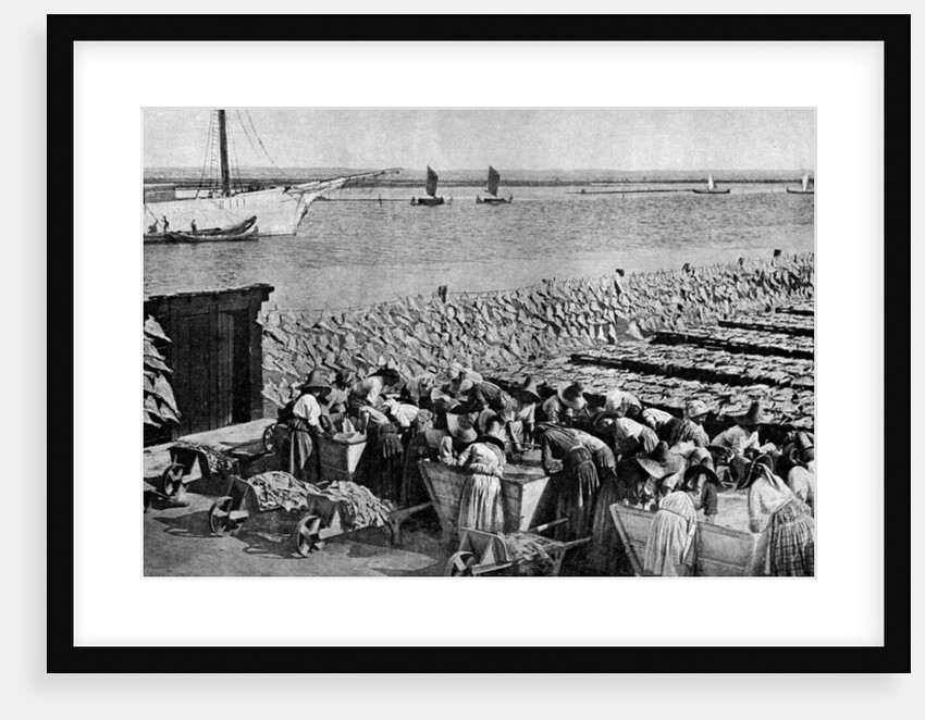 Quantities of codfish drying in the sun at Aveiro by the mouth of the Vouga, Portugal by AW Cutler