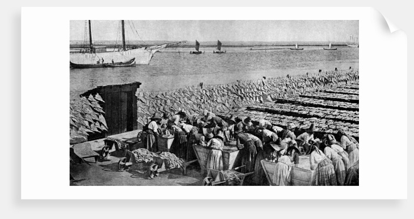 Quantities of codfish drying in the sun at Aveiro by the mouth of the Vouga, Portugal by AW Cutler