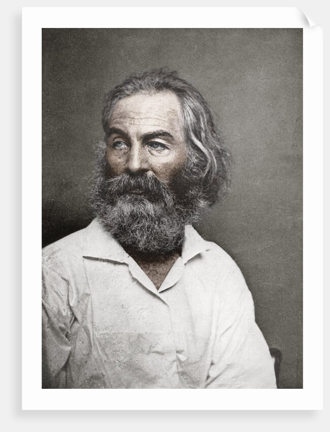 Walt Whitman, American poet by Mathew Brady