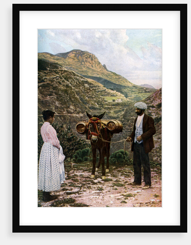 Mule with water kegs, Sicily, Italy by AW Cutler