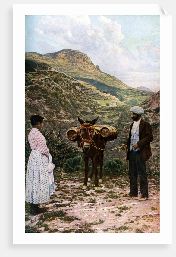 Mule with water kegs, Sicily, Italy by AW Cutler