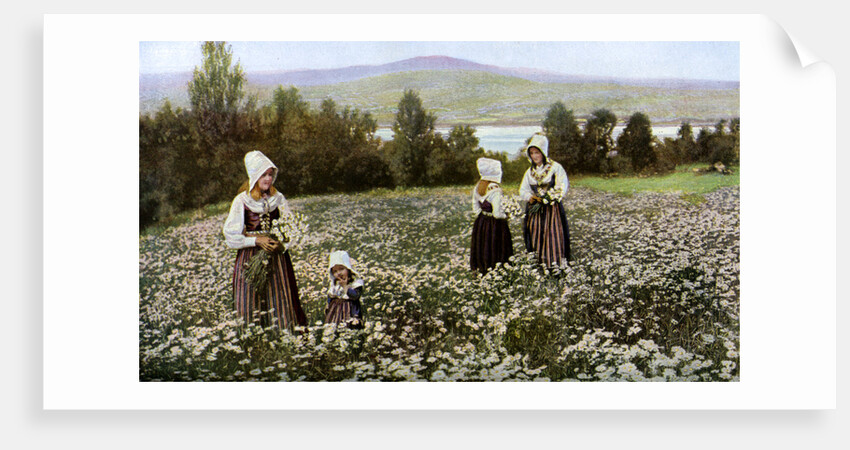 Picking flowers in a meadow near Leksand, Sweden by Anonymous