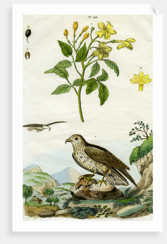 Jasmine and Short-toed Eagle by Pedretti