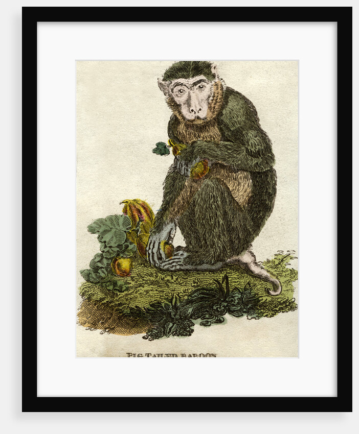 Pig tailed baboon by Anonymous