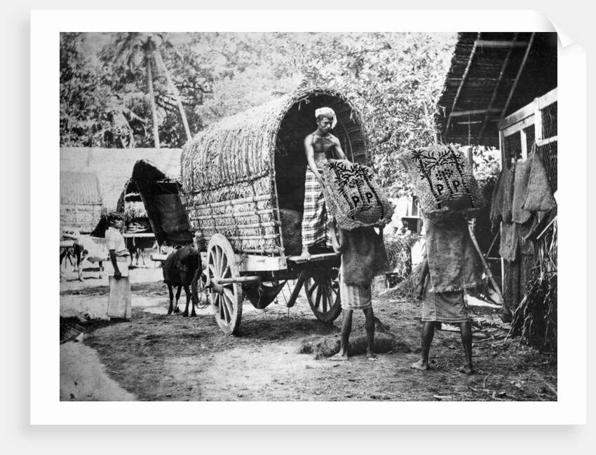 Coconut production, India by Anonymous