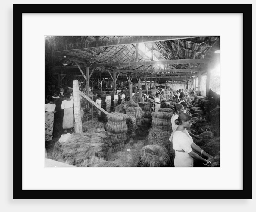 Coconut production, India by Anonymous