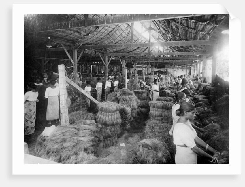 Coconut production, India by Anonymous