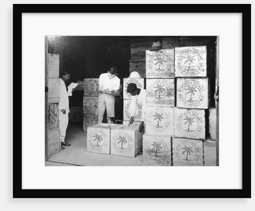Coconut production, India by Anonymous