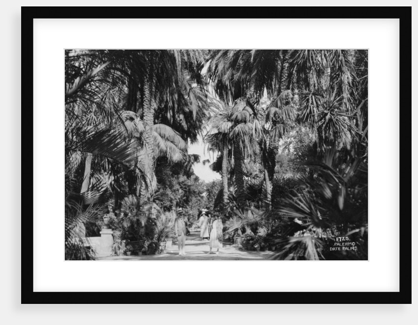 Date palms, Palermo, Sicily, Italy by Anonymous