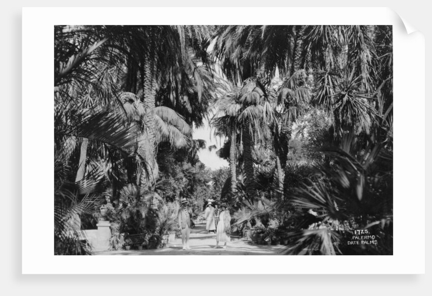 Date palms, Palermo, Sicily, Italy by Anonymous