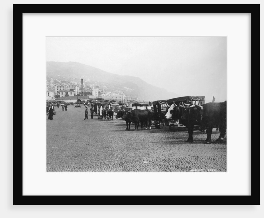 Bullock carriages, Madeira, Portugal by Anonymous