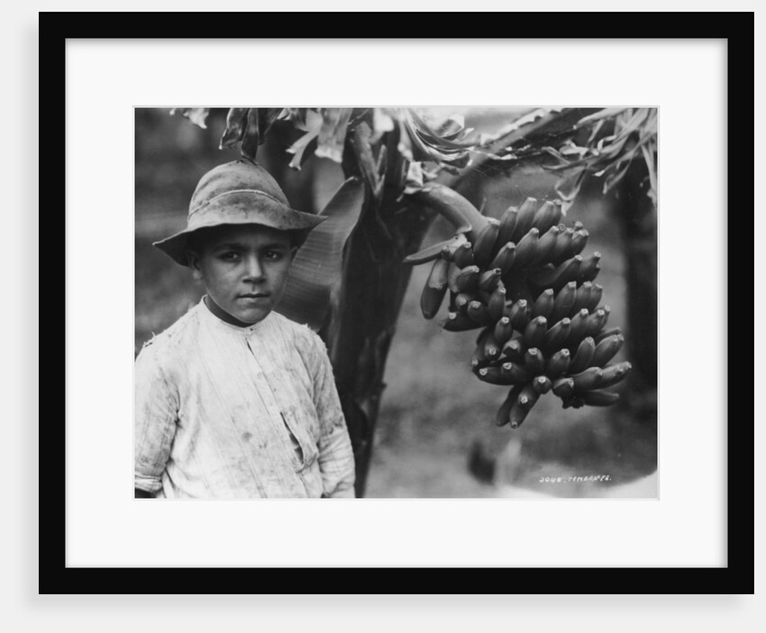 Boy with bananas growing on a tree, Tenerife, Canary Islands, Spain by Anonymous